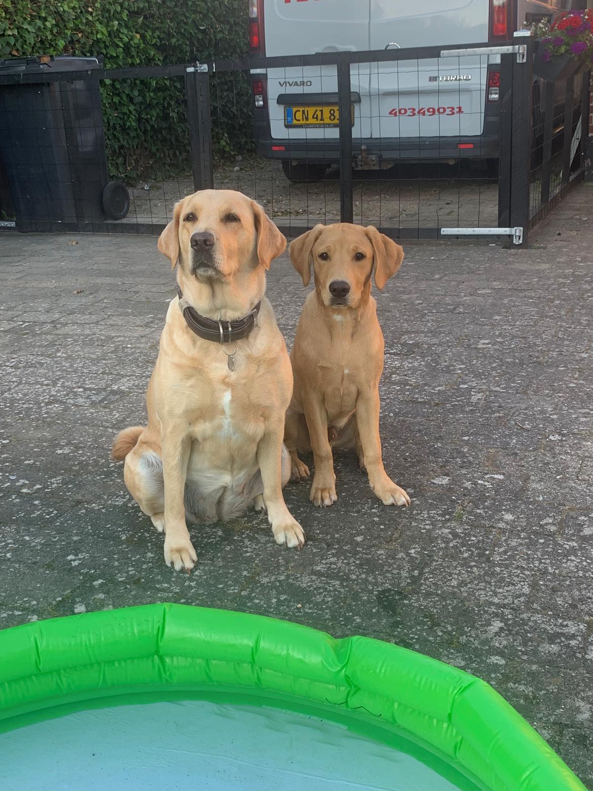 Labrador retriever Otto (servicehund , servicehundeforningen) billede 27