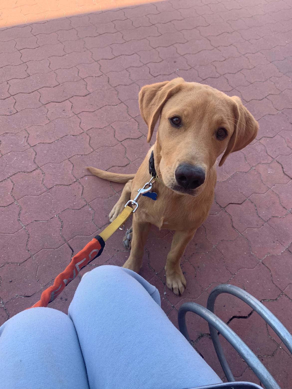 Labrador retriever Otto (servicehund , servicehundeforningen) billede 29