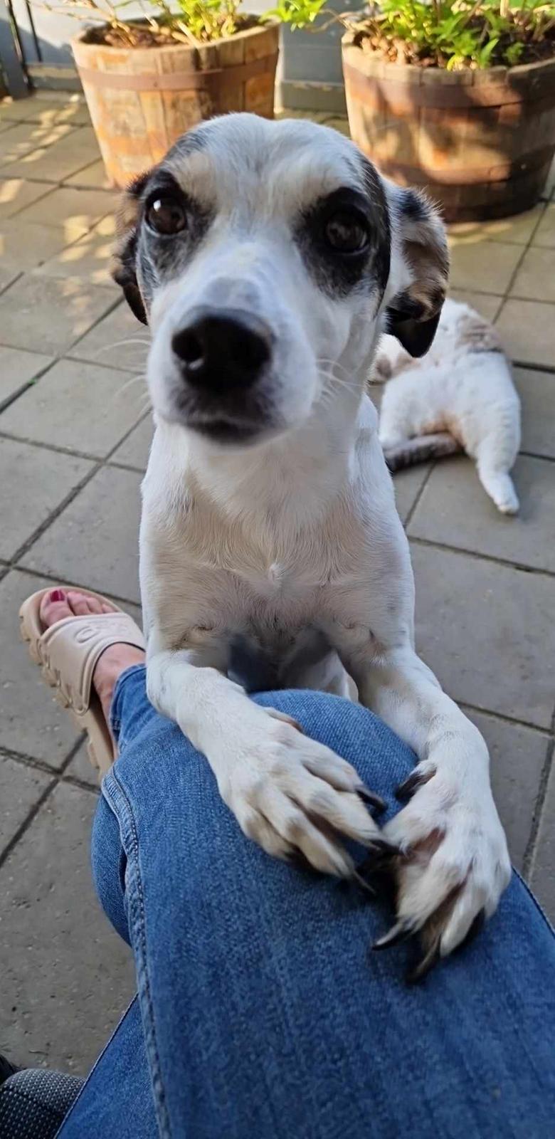 Dansk svensk gaardhund Elsa billede 14