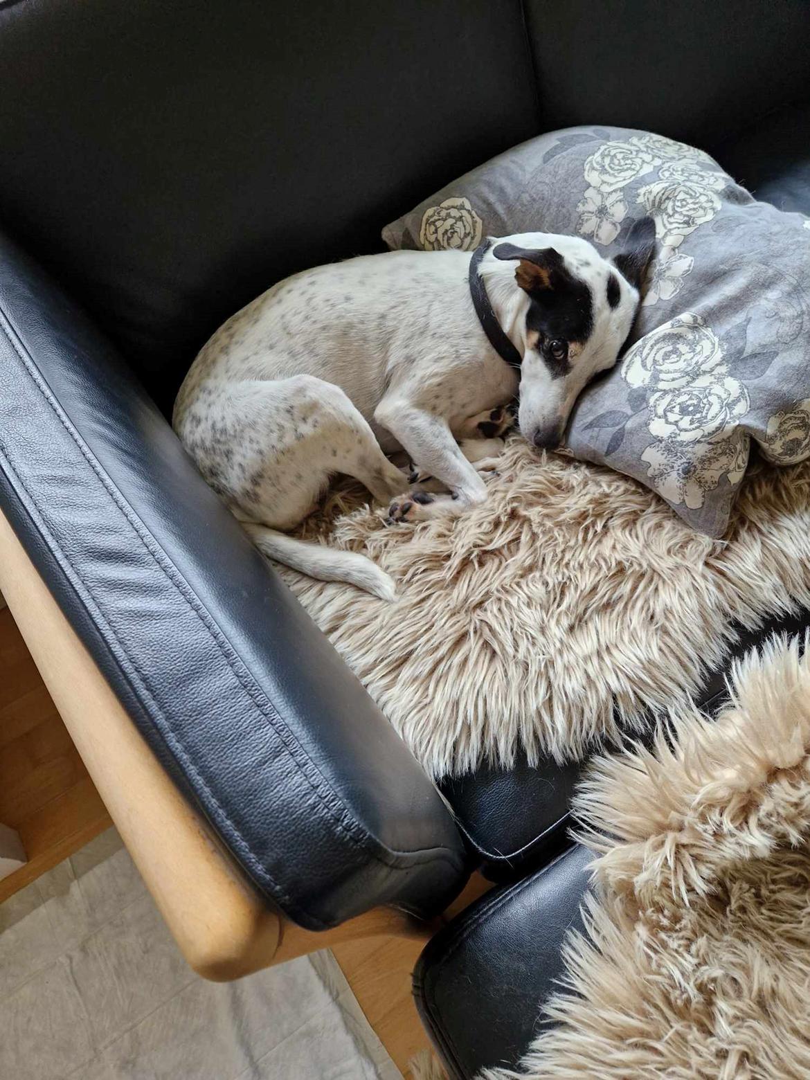 Dansk svensk gaardhund Elsa billede 12