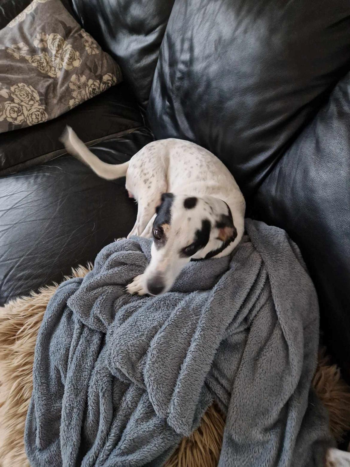 Dansk svensk gaardhund Elsa billede 13