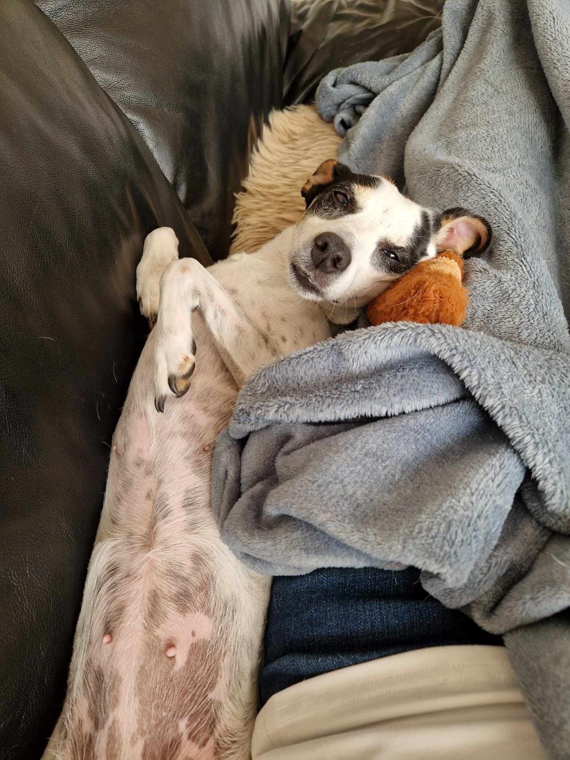 Dansk svensk gaardhund Elsa billede 15