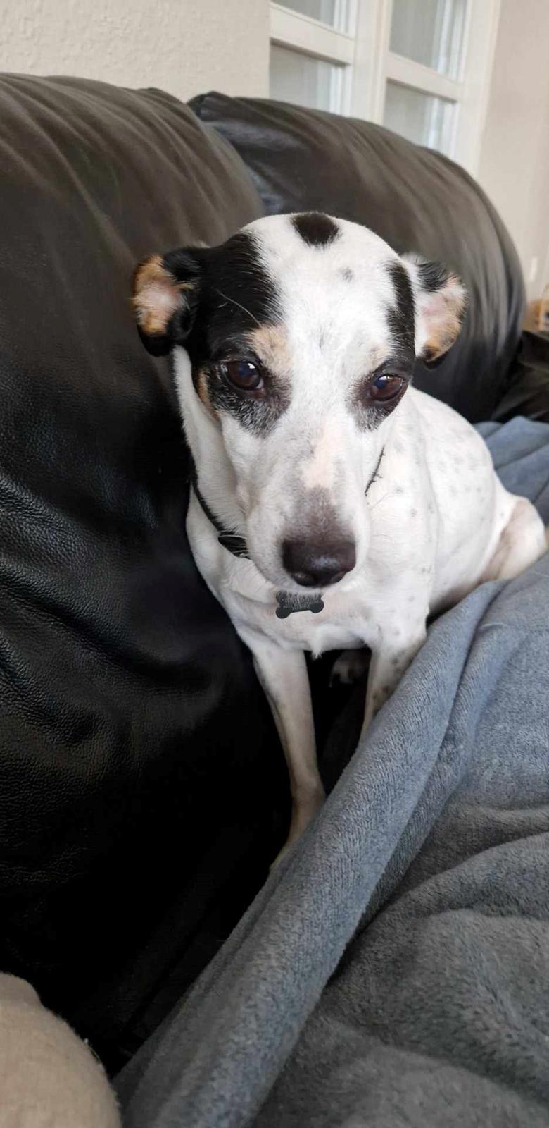 Dansk svensk gaardhund Elsa billede 11