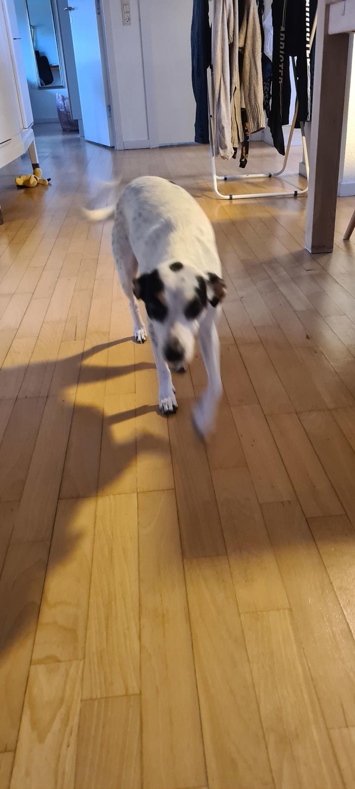 Dansk svensk gaardhund Elsa billede 7