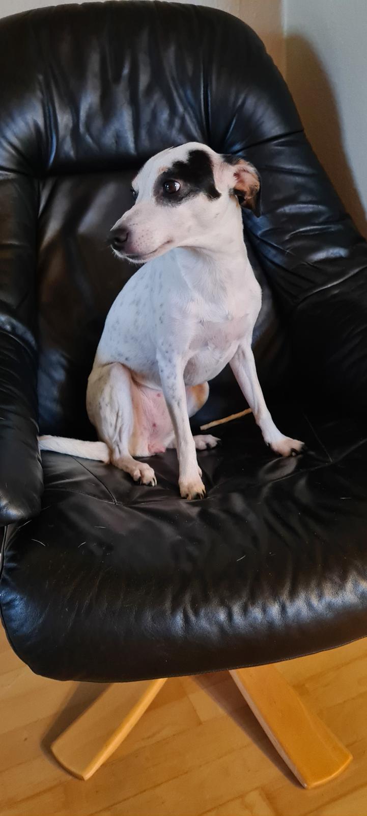 Dansk svensk gaardhund Elsa billede 2