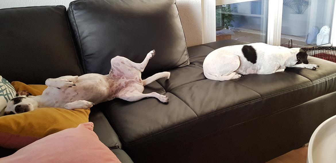 Dansk svensk gaardhund Elsa billede 4