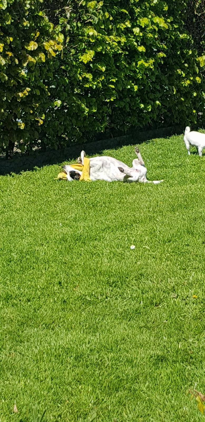 Dansk svensk gaardhund Elsa billede 5