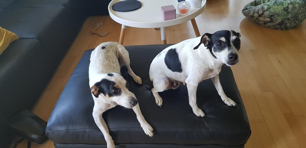 Dansk svensk gaardhund Elsa billede 9