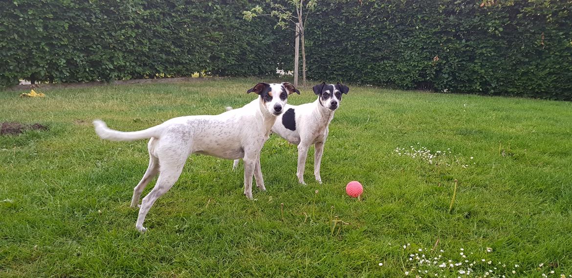 Dansk svensk gaardhund Elsa billede 6