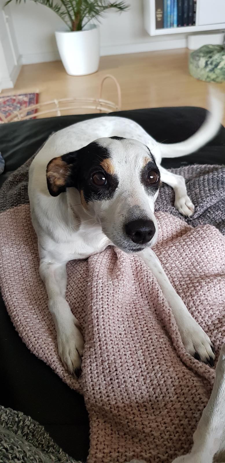 Dansk svensk gaardhund Elsa billede 1