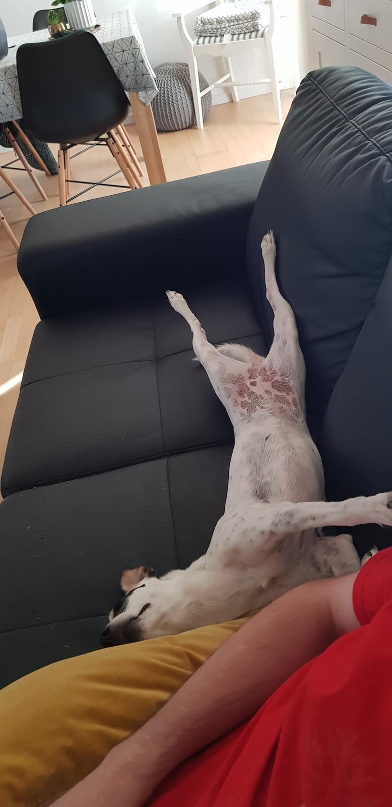 Dansk svensk gaardhund Elsa billede 8