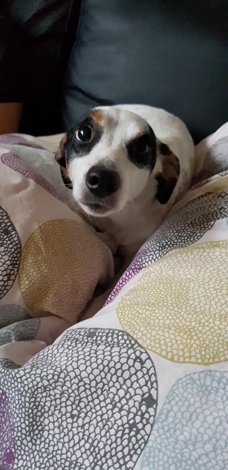 Dansk svensk gaardhund Elsa billede 3