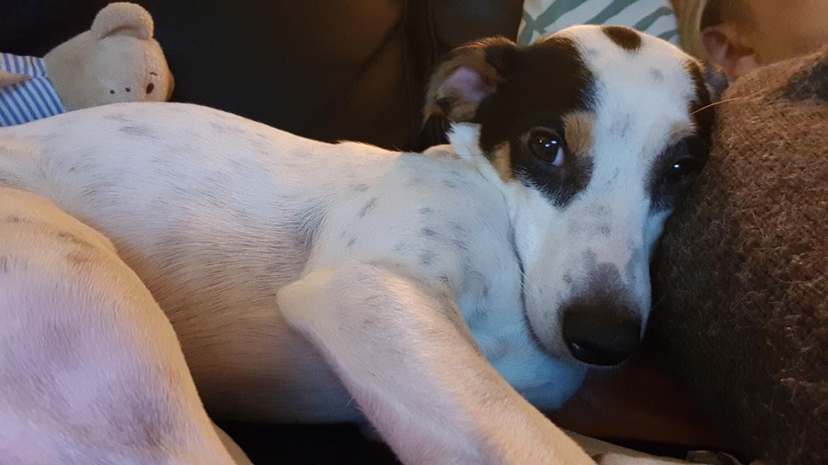 Dansk svensk gaardhund Elsa billede 10