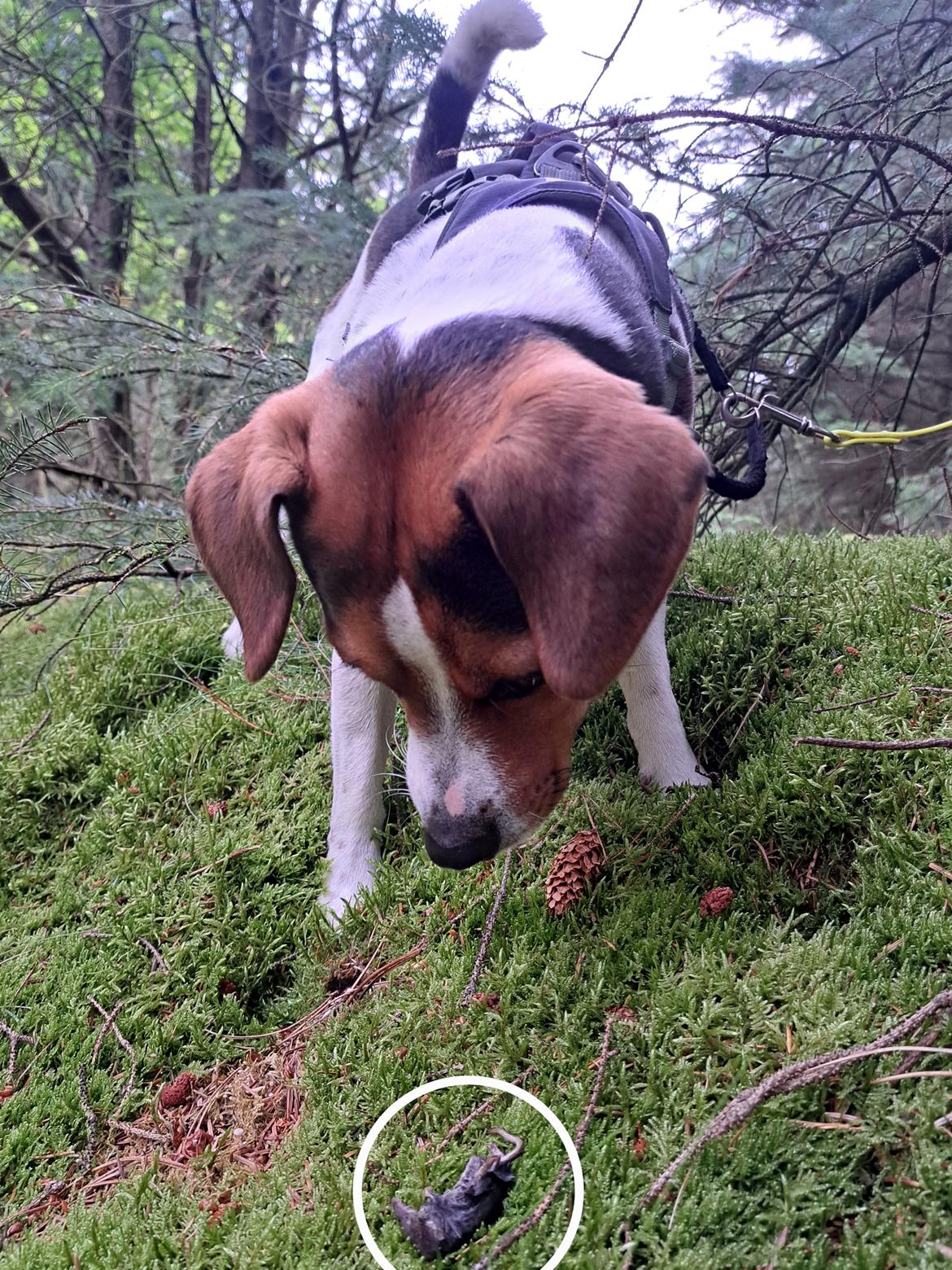 Dansk svensk gaardhund Eddie - 12. juli 2024 billede 45