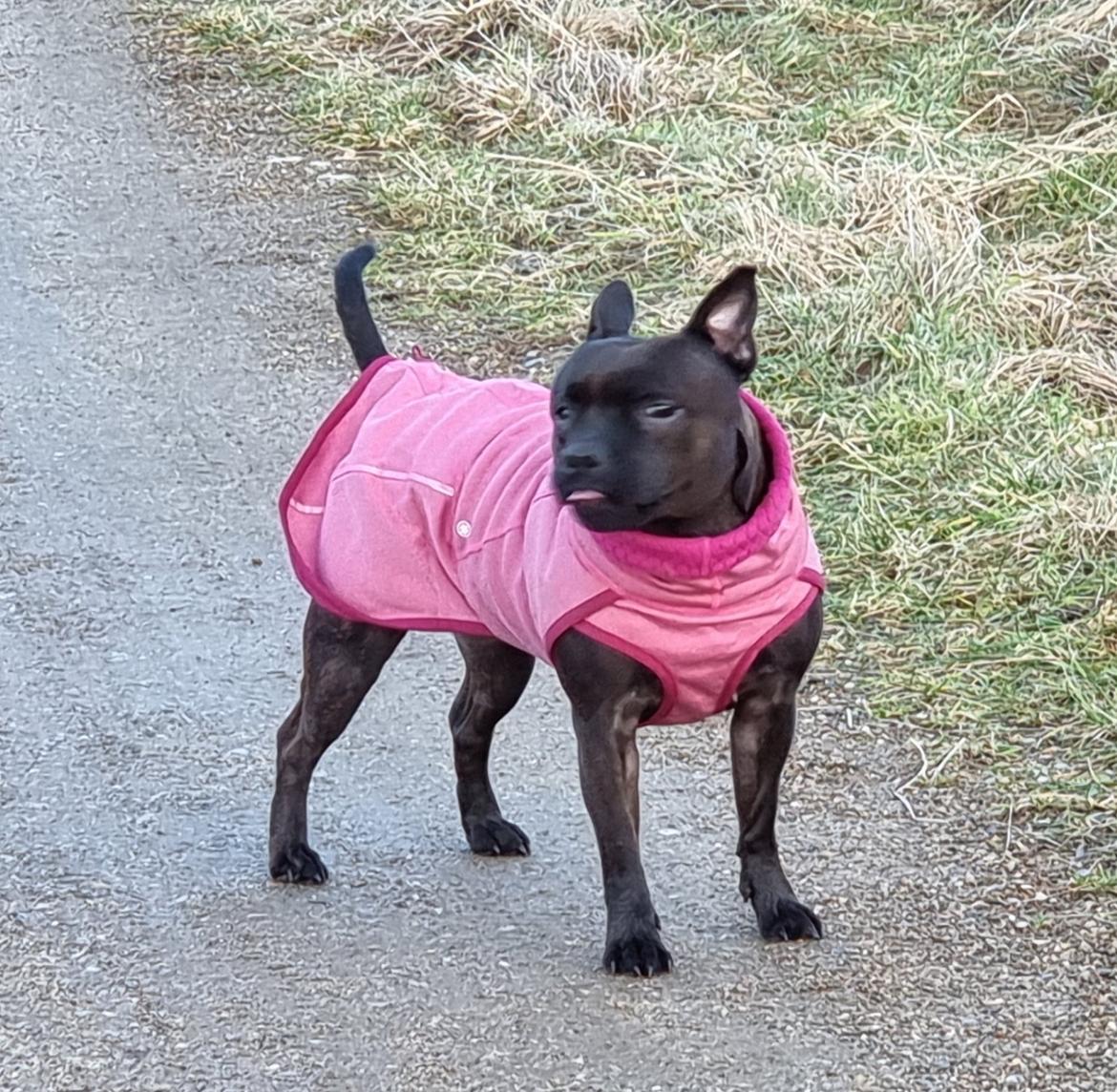 Staffordshire bull terrier Maggie billede 13