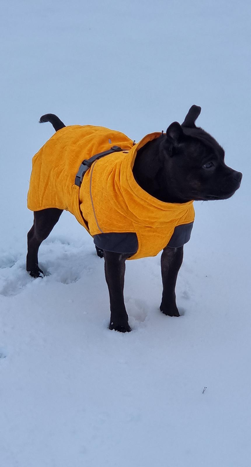 Staffordshire bull terrier Maggie billede 14