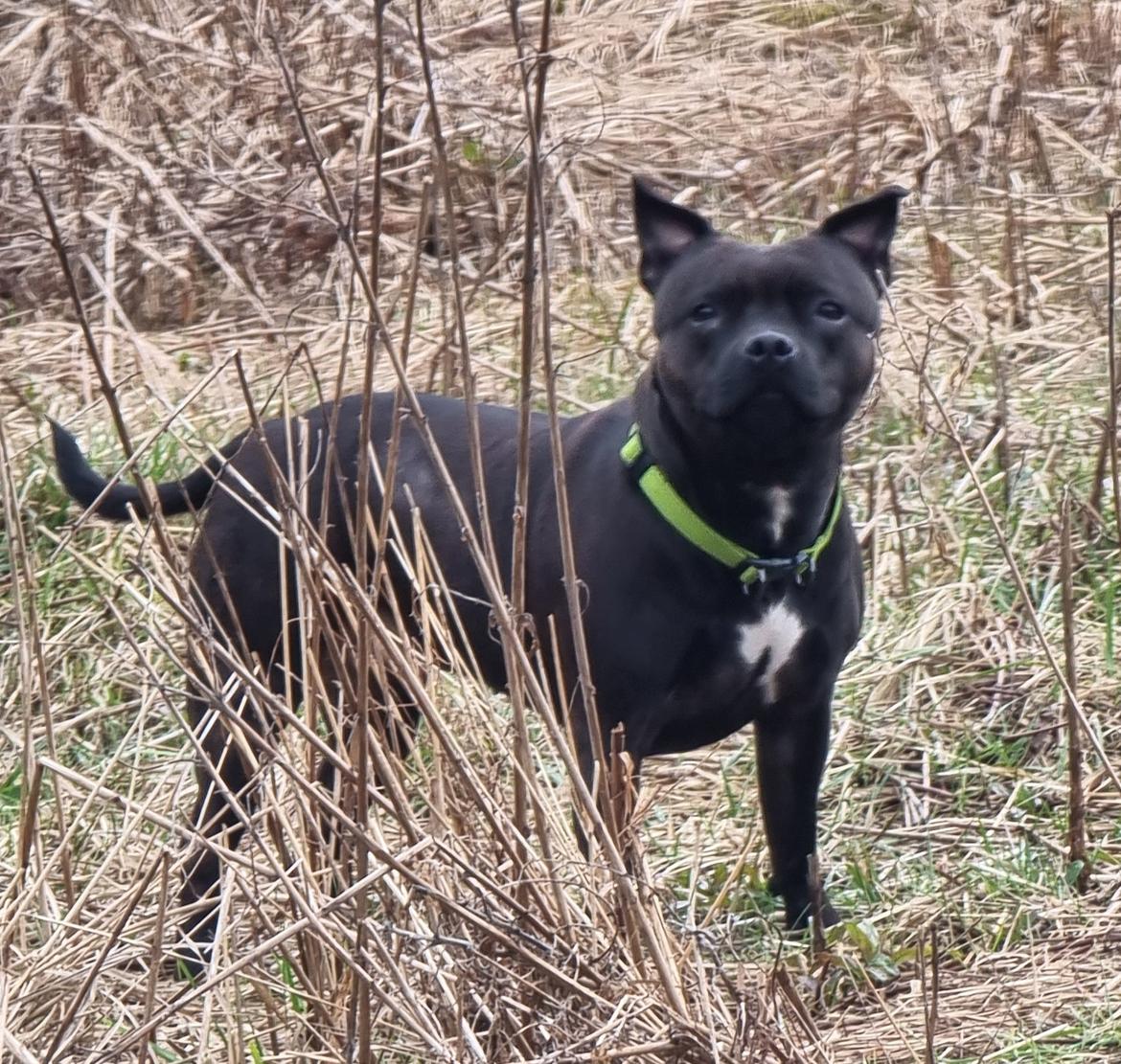 Staffordshire bull terrier Maggie billede 8