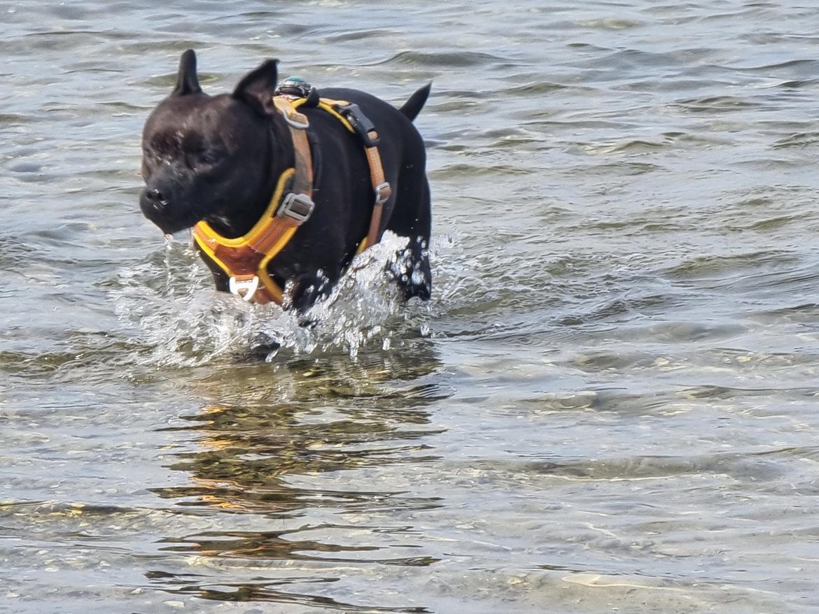 Staffordshire bull terrier Maggie billede 15