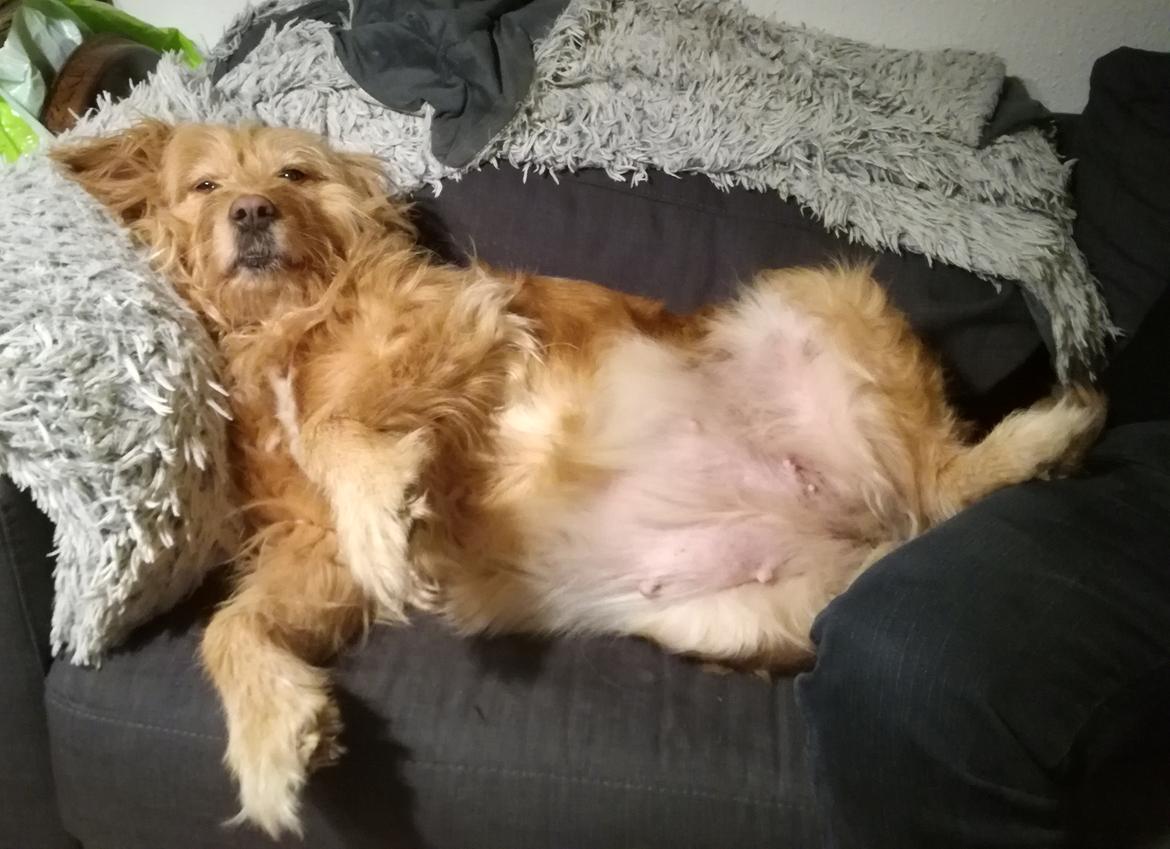 Blanding af racer Chili R.I.P billede 17