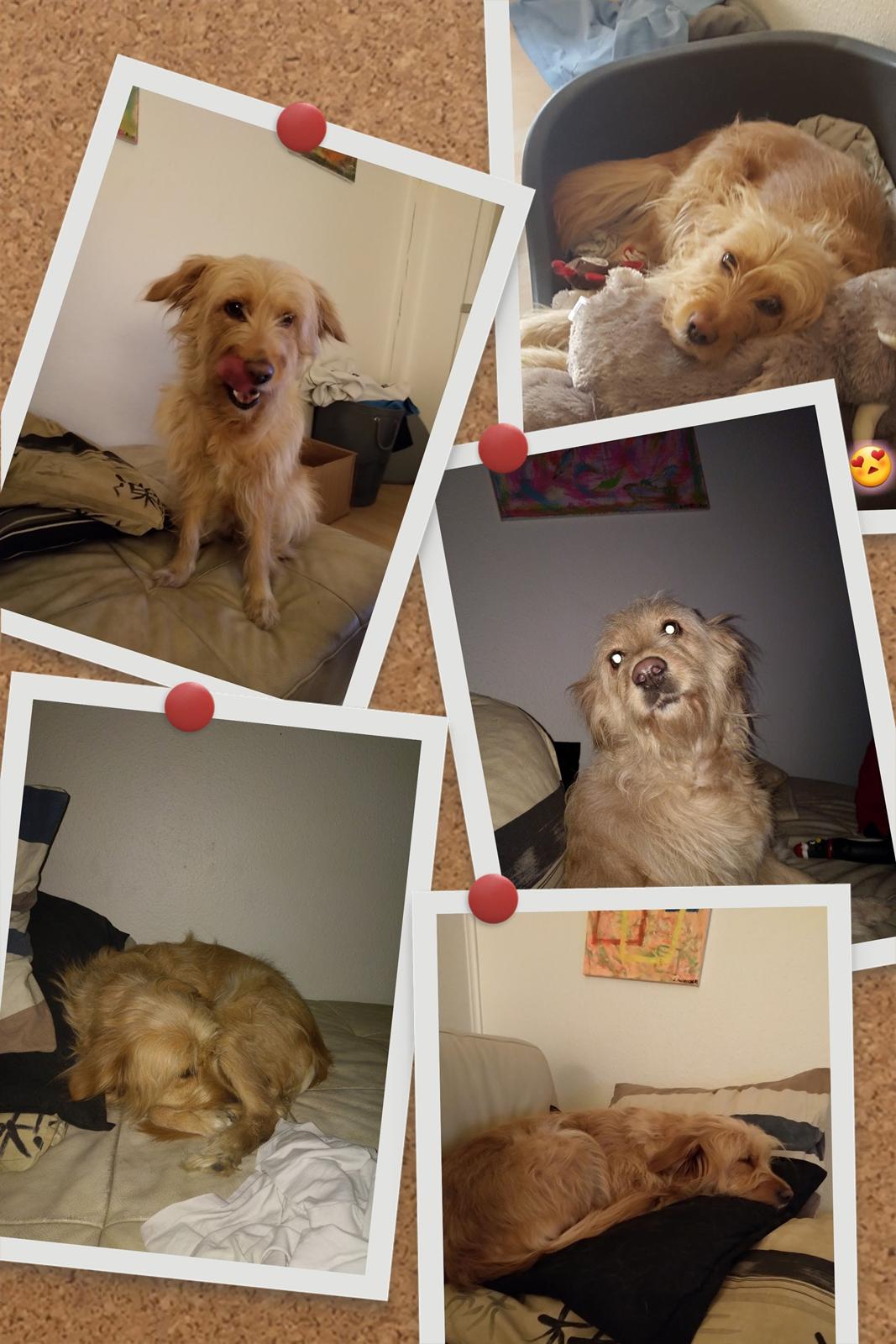 Blanding af racer Chili R.I.P billede 18