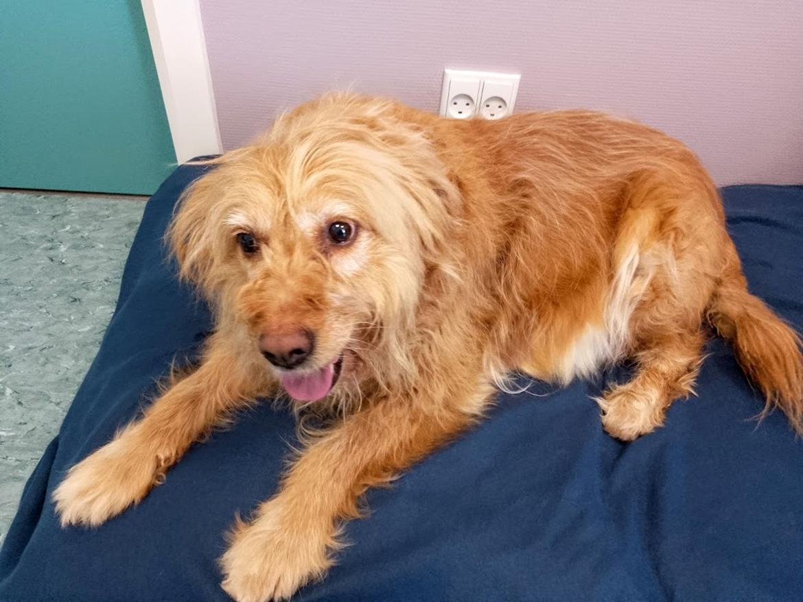 Blanding af racer Chili R.I.P billede 19