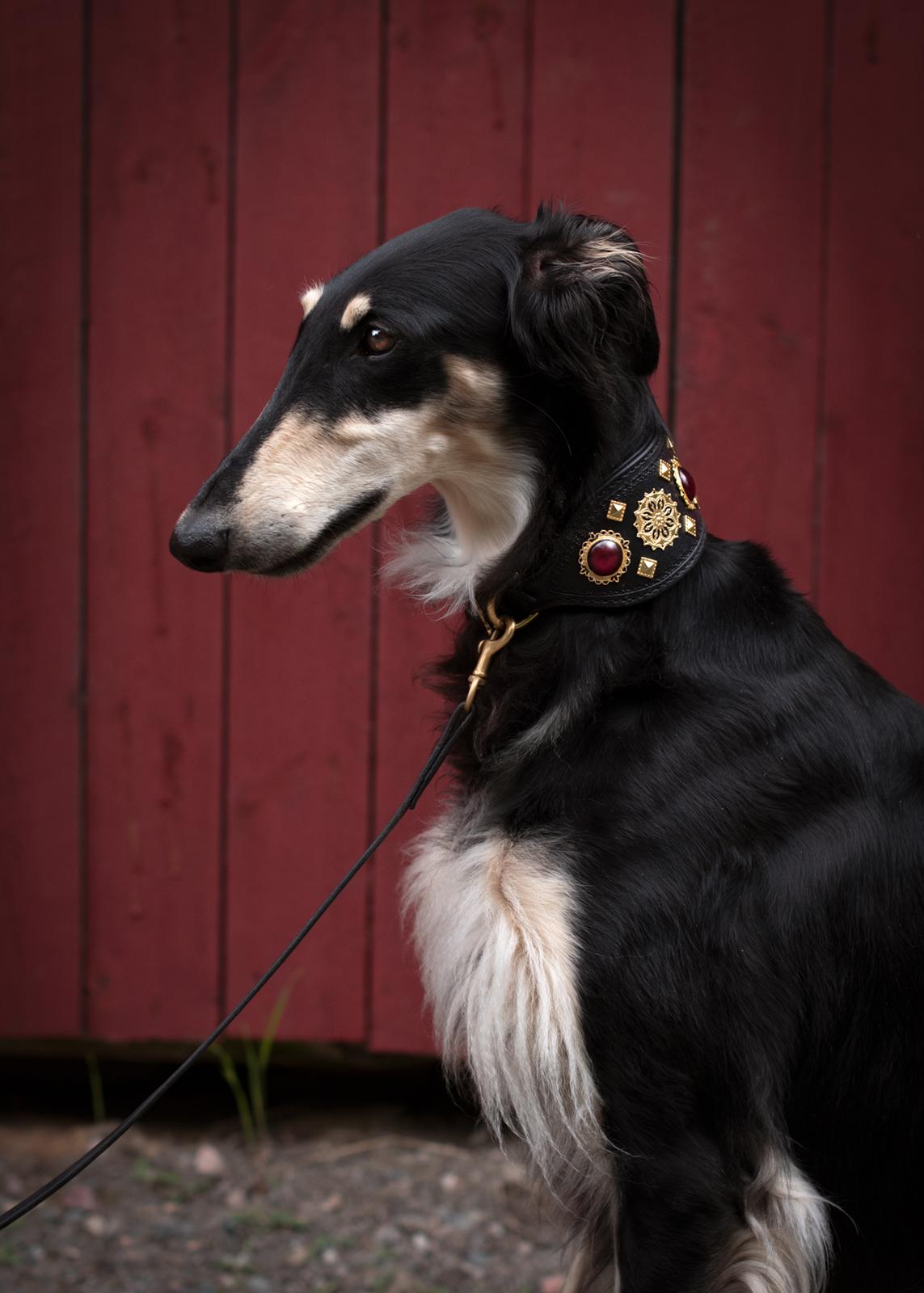 Borzoi Falka billede 5