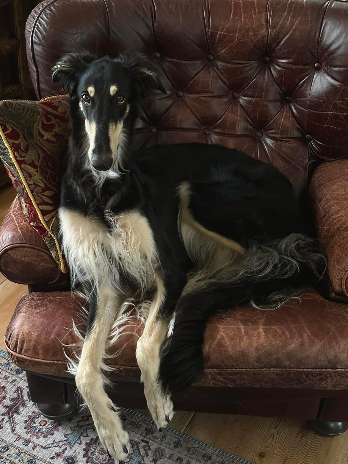 Borzoi Falka billede 9