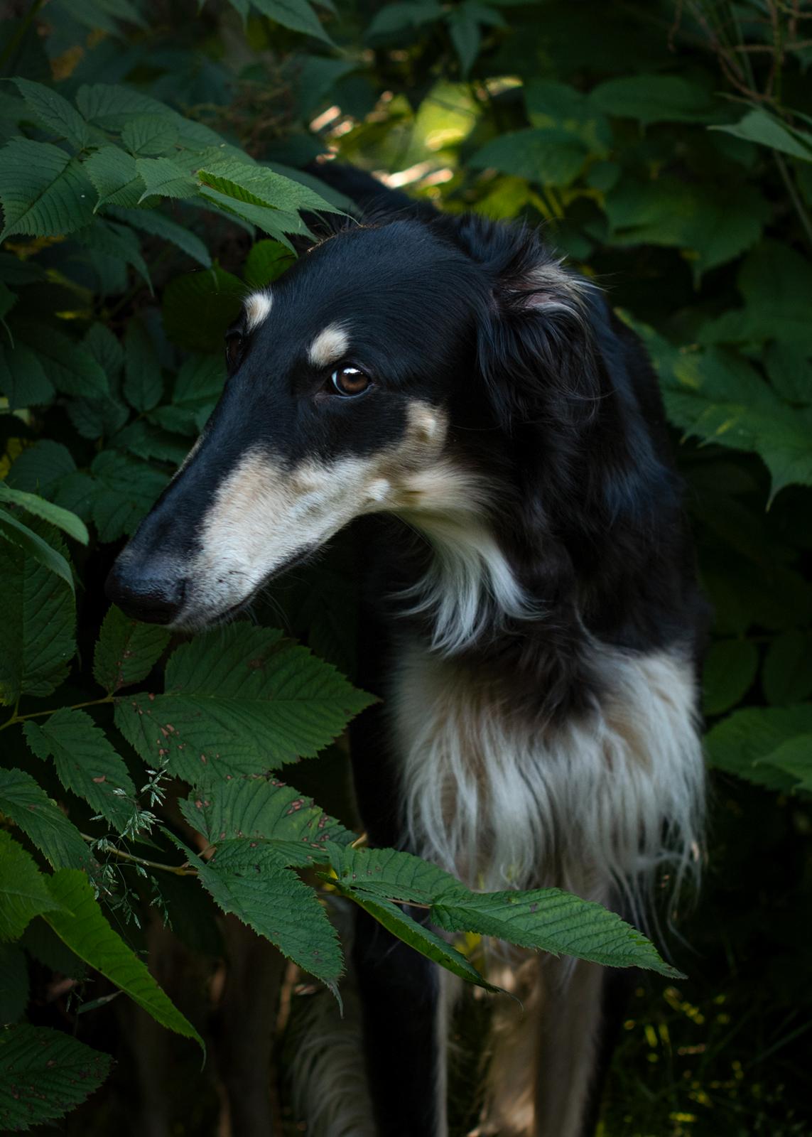 Borzoi Falka billede 3