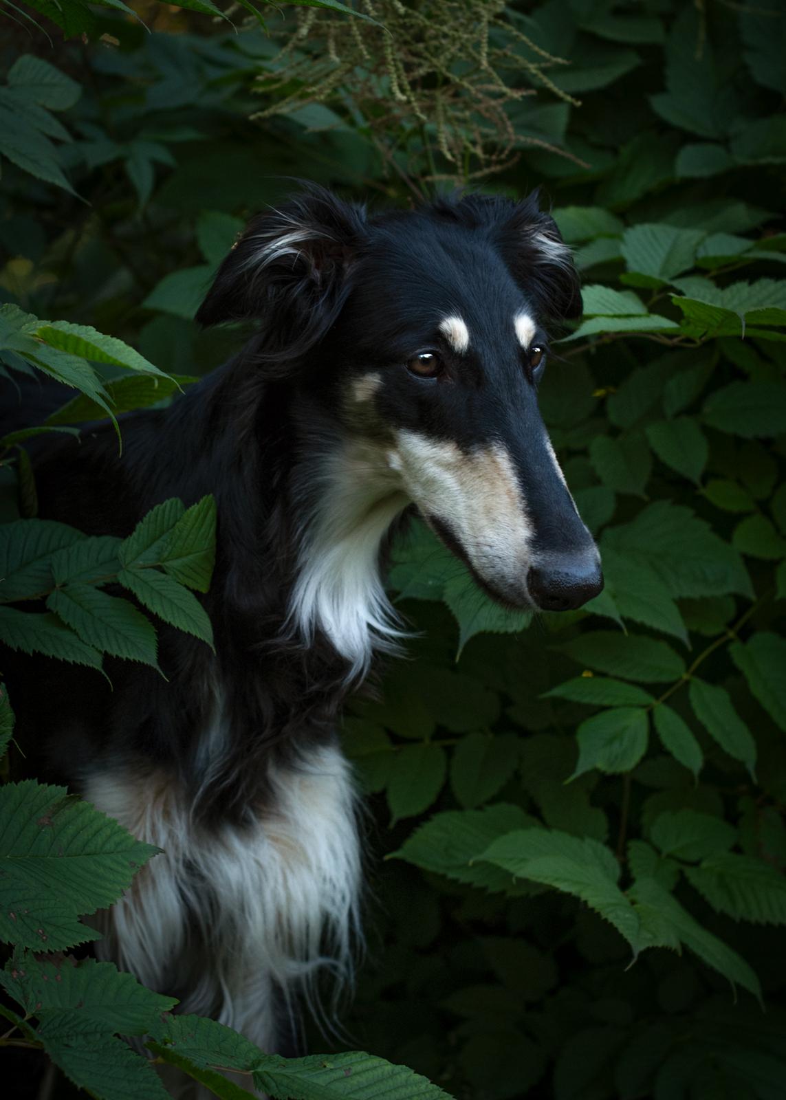 Borzoi Falka billede 6