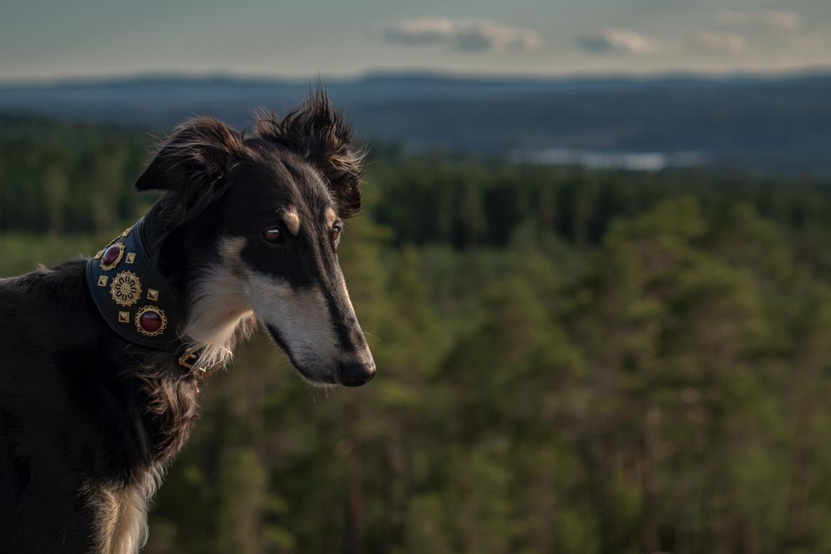 Borzoi Falka billede 8