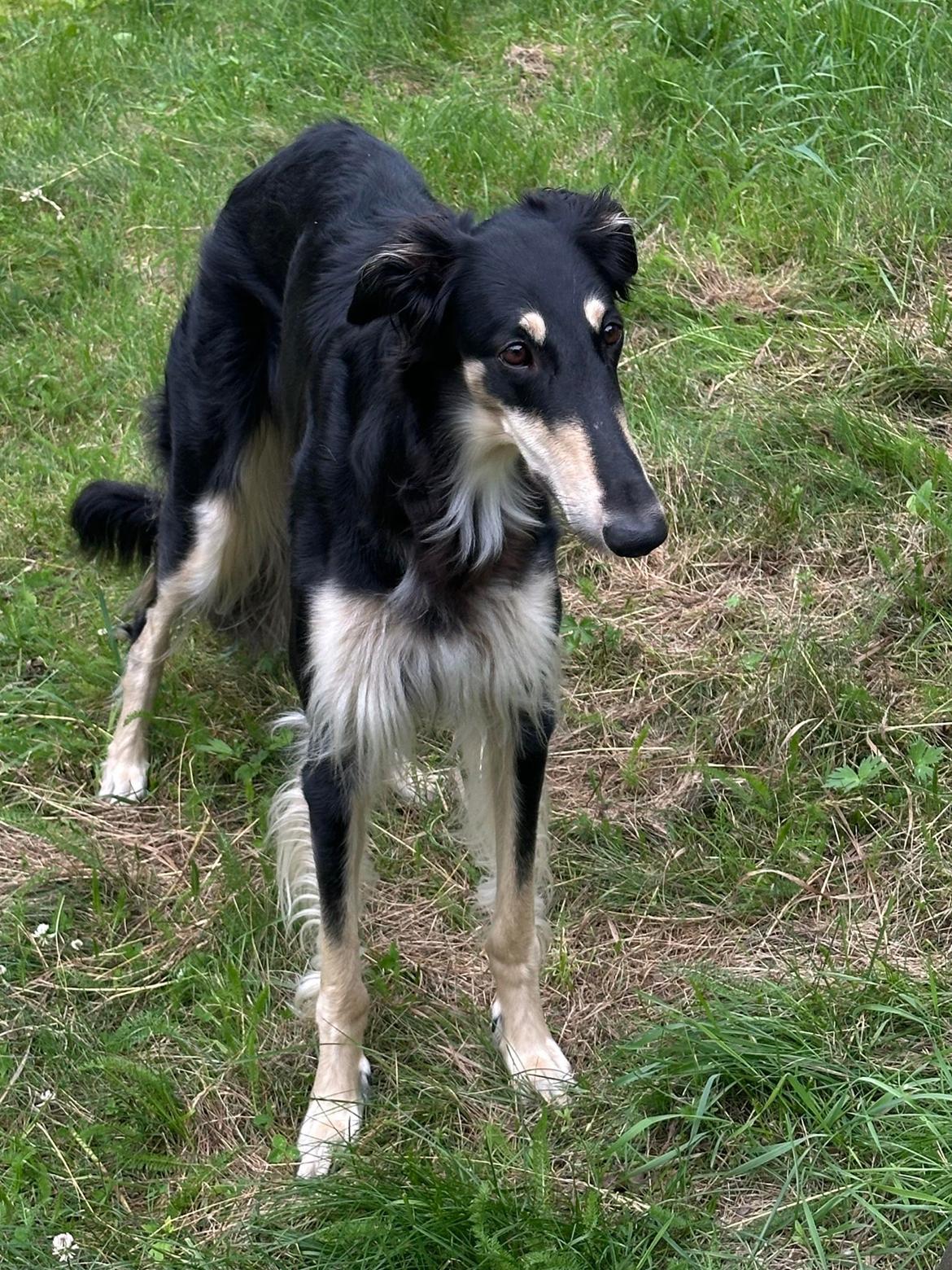 Borzoi Falka billede 10