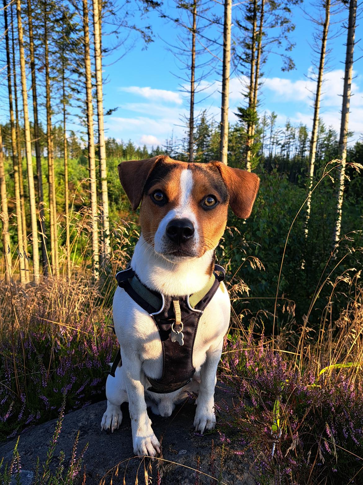 Dansk svensk gaardhund Eddie - 27. juli 2024 billede 46