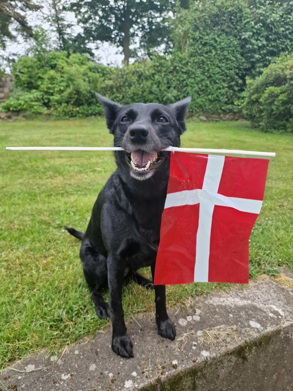 Australsk kelpie Makeelsa's Amazing Seia  billede 1