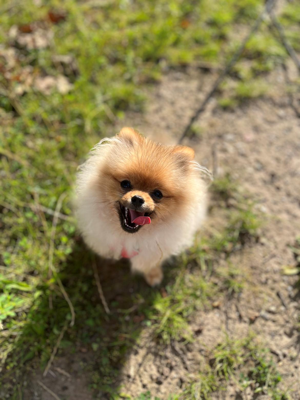 Pomeranian Monza billede 1