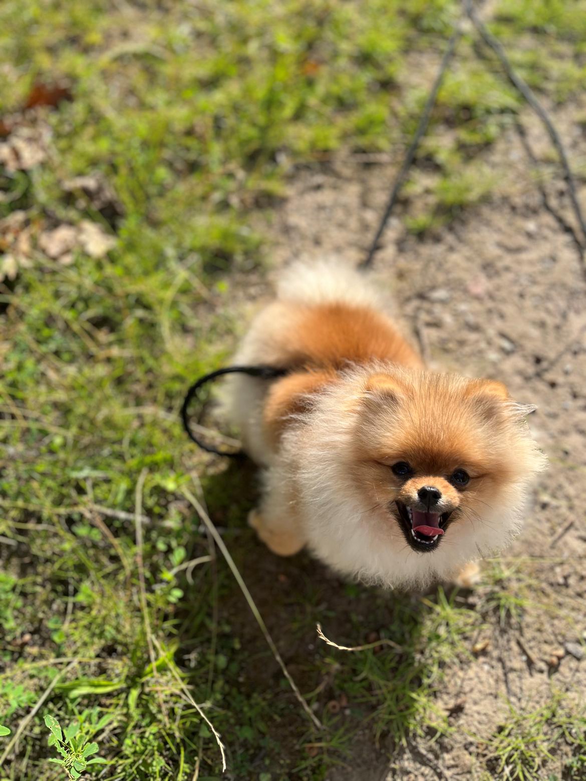 Pomeranian Monza billede 3