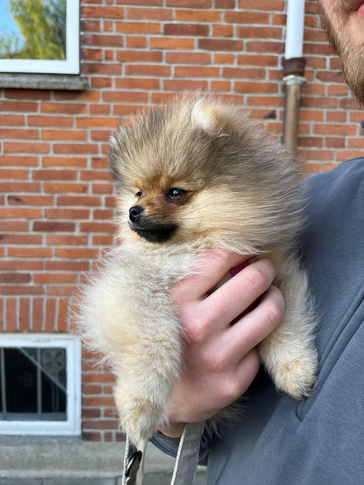 Pomeranian Monza billede 12