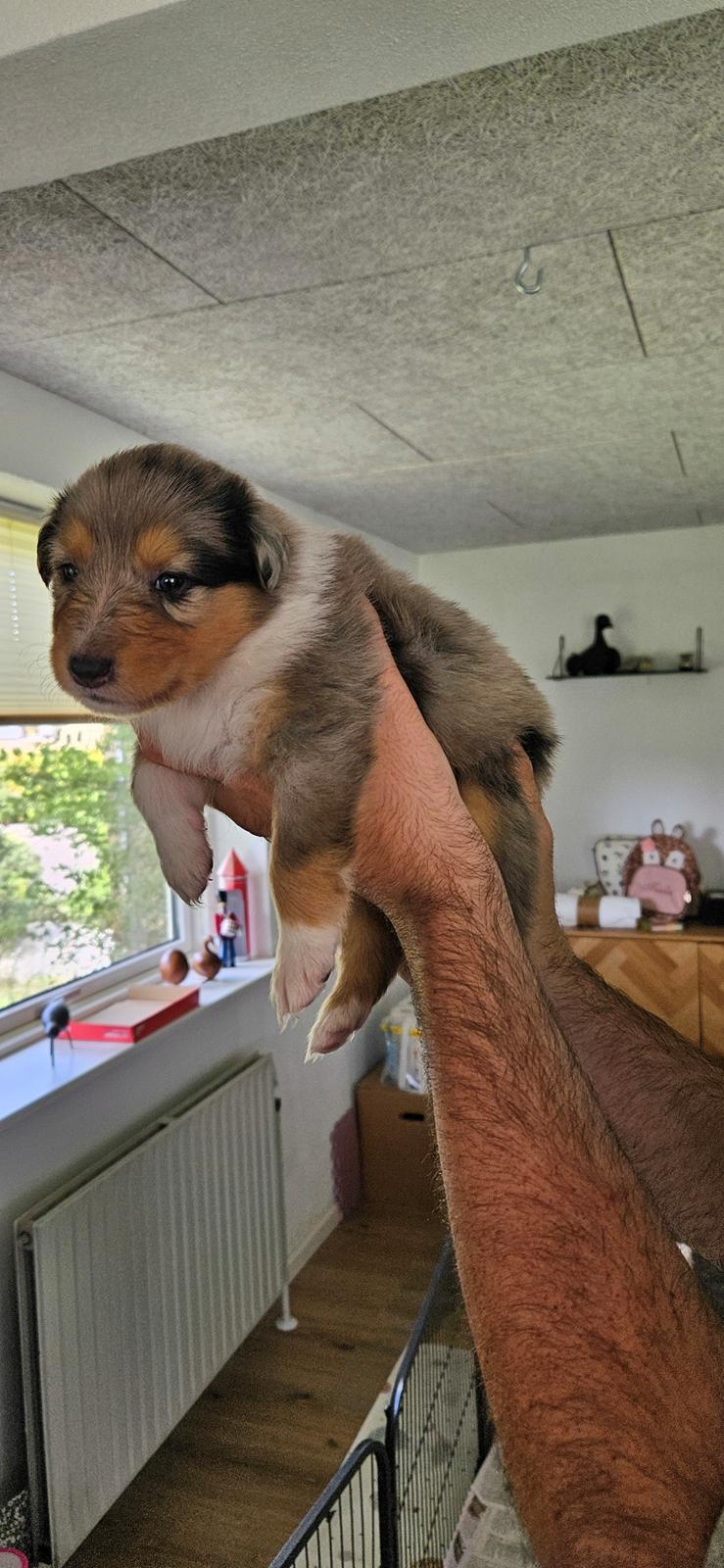 Collie langhåret Sylvie billede 6