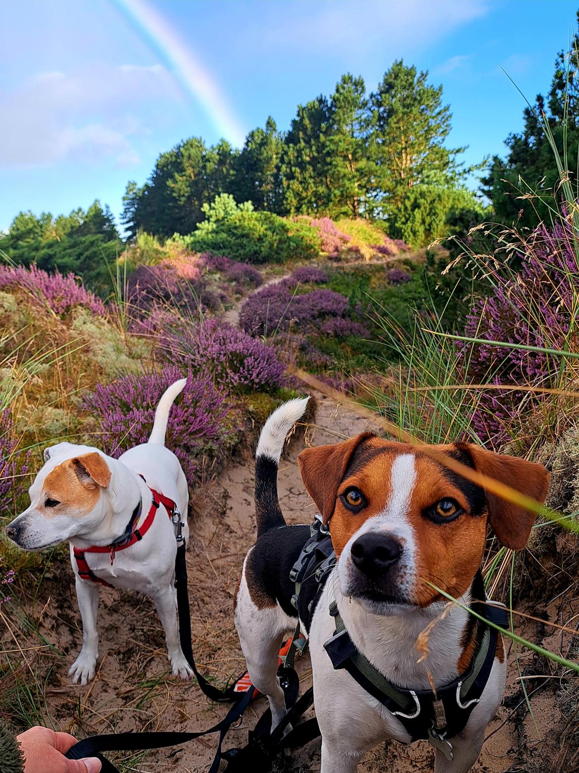 Dansk svensk gaardhund Eddie R.I.P. - 11. august 2024 billede 44