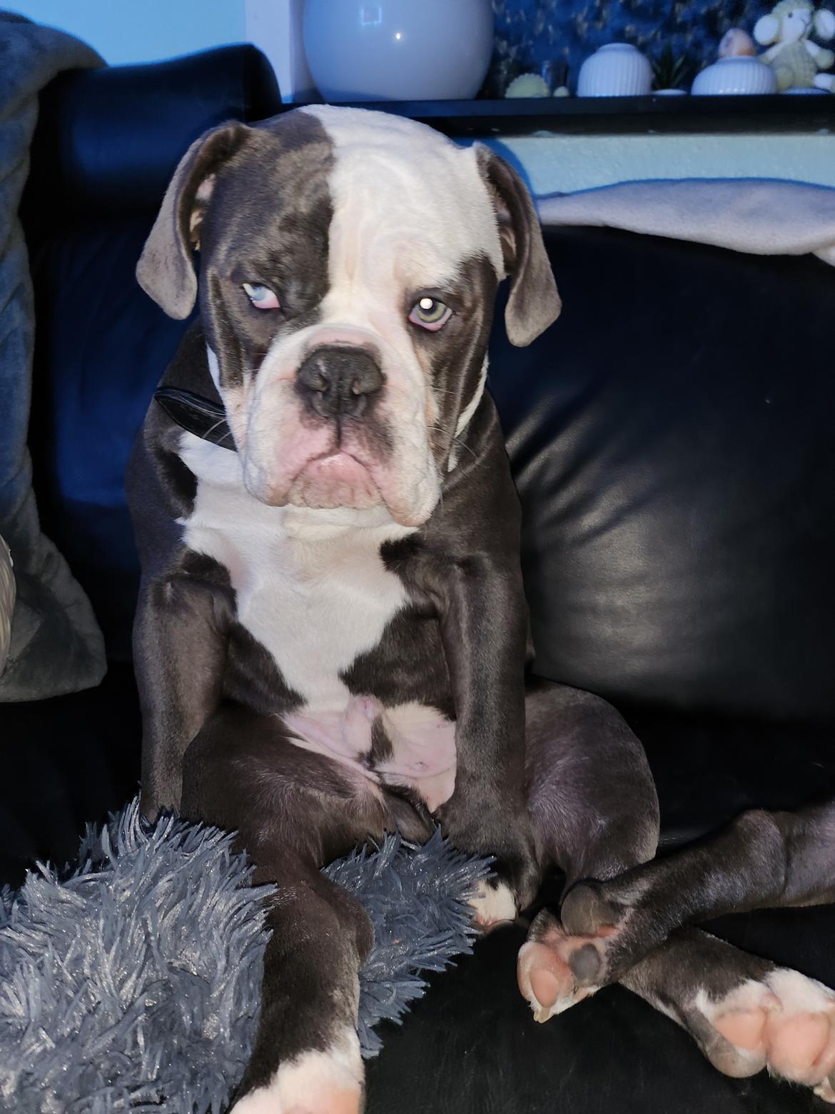 Olde english bulldogge Mr. Blue  billede 1