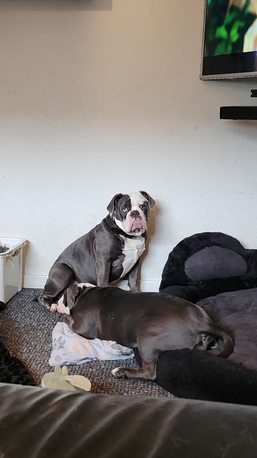 Olde english bulldogge Mr. Blue  billede 2