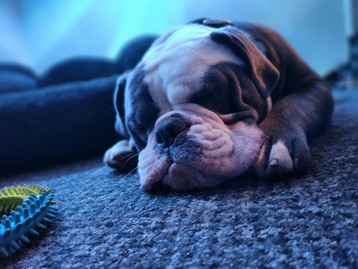 Olde english bulldogge Mr. Blue  billede 7