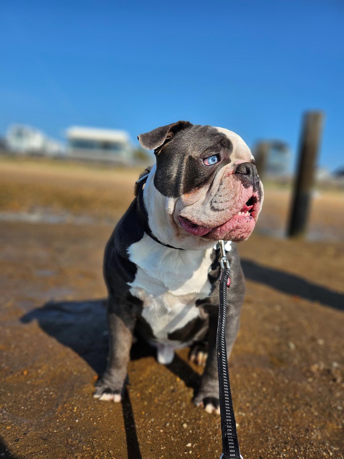 Olde english bulldogge Mr. Blue  billede 9