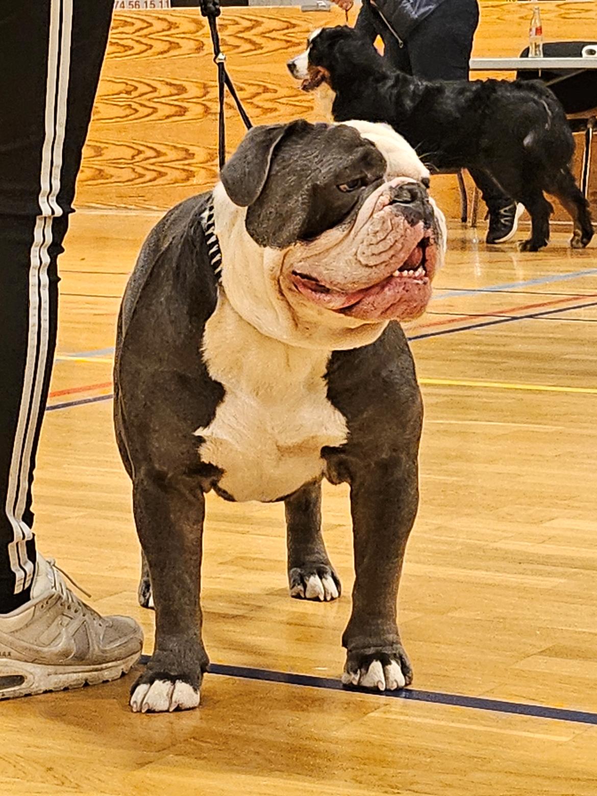 Olde english bulldogge Mr. Blue  billede 10