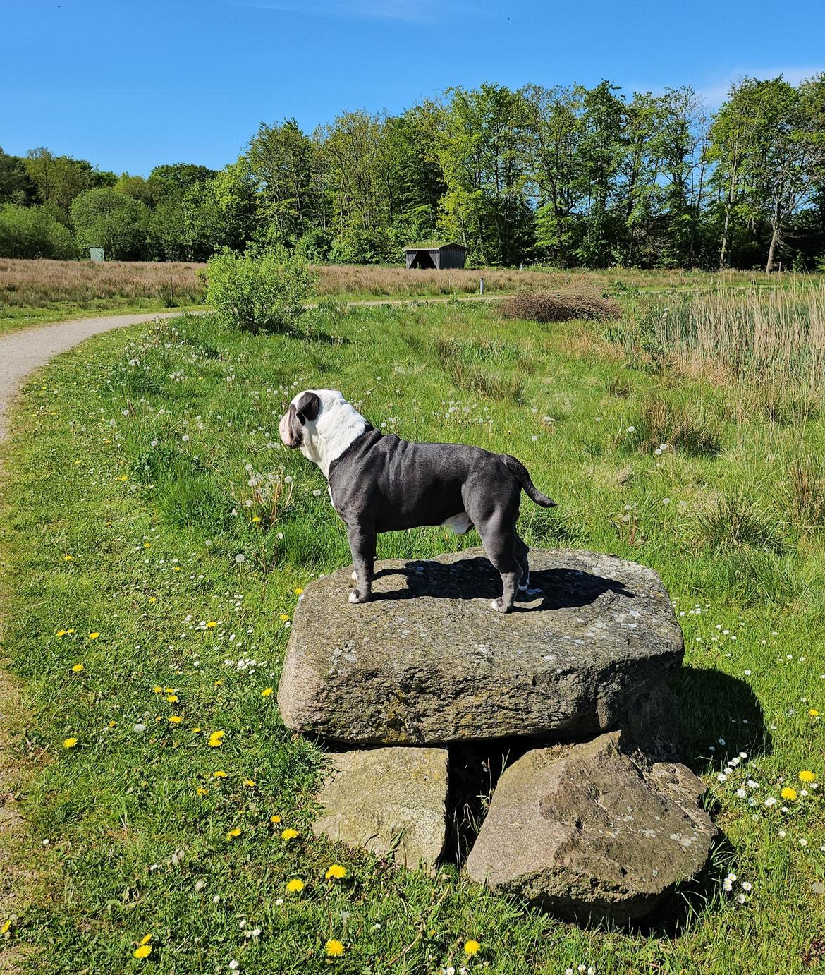 Olde english bulldogge Mr. Blue  billede 16