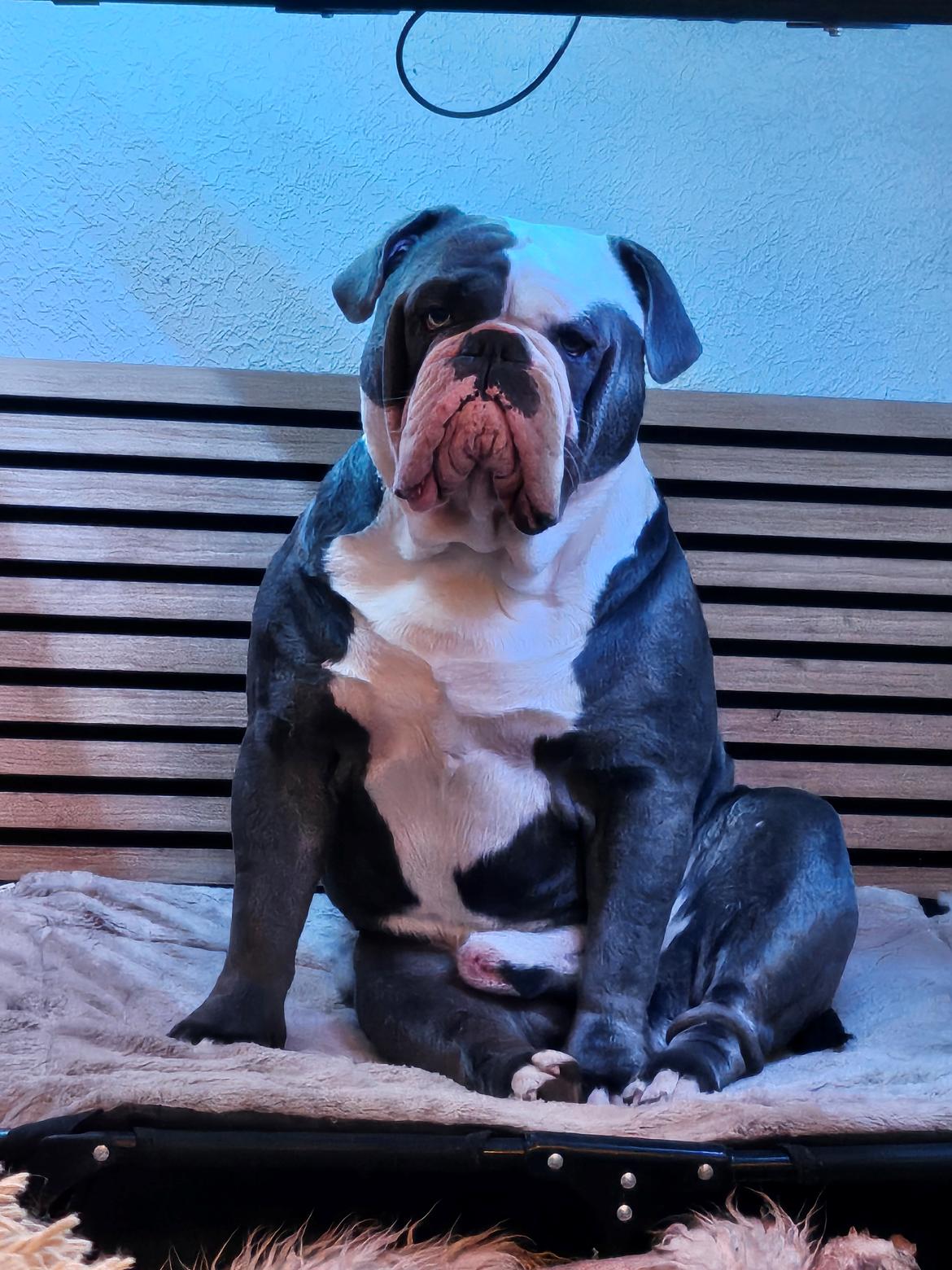 Olde english bulldogge Mr. Blue  billede 14