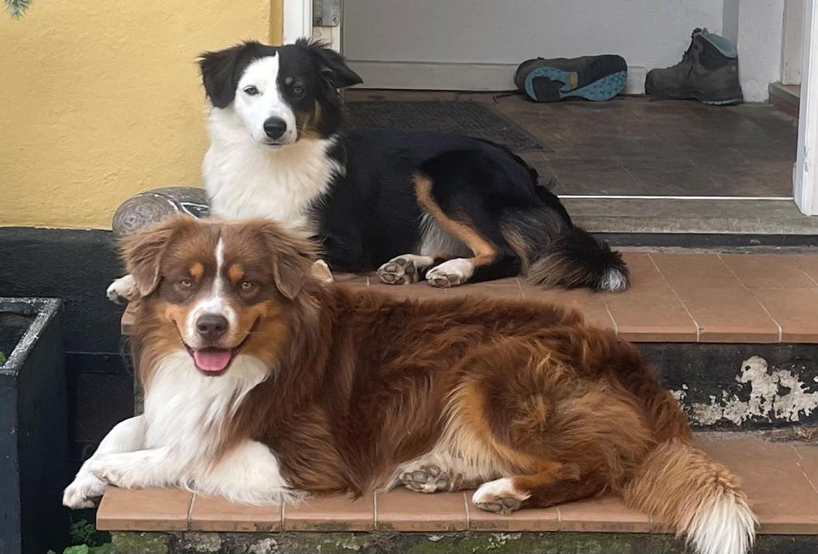 Miniature American Shepherd Obi  billede 11