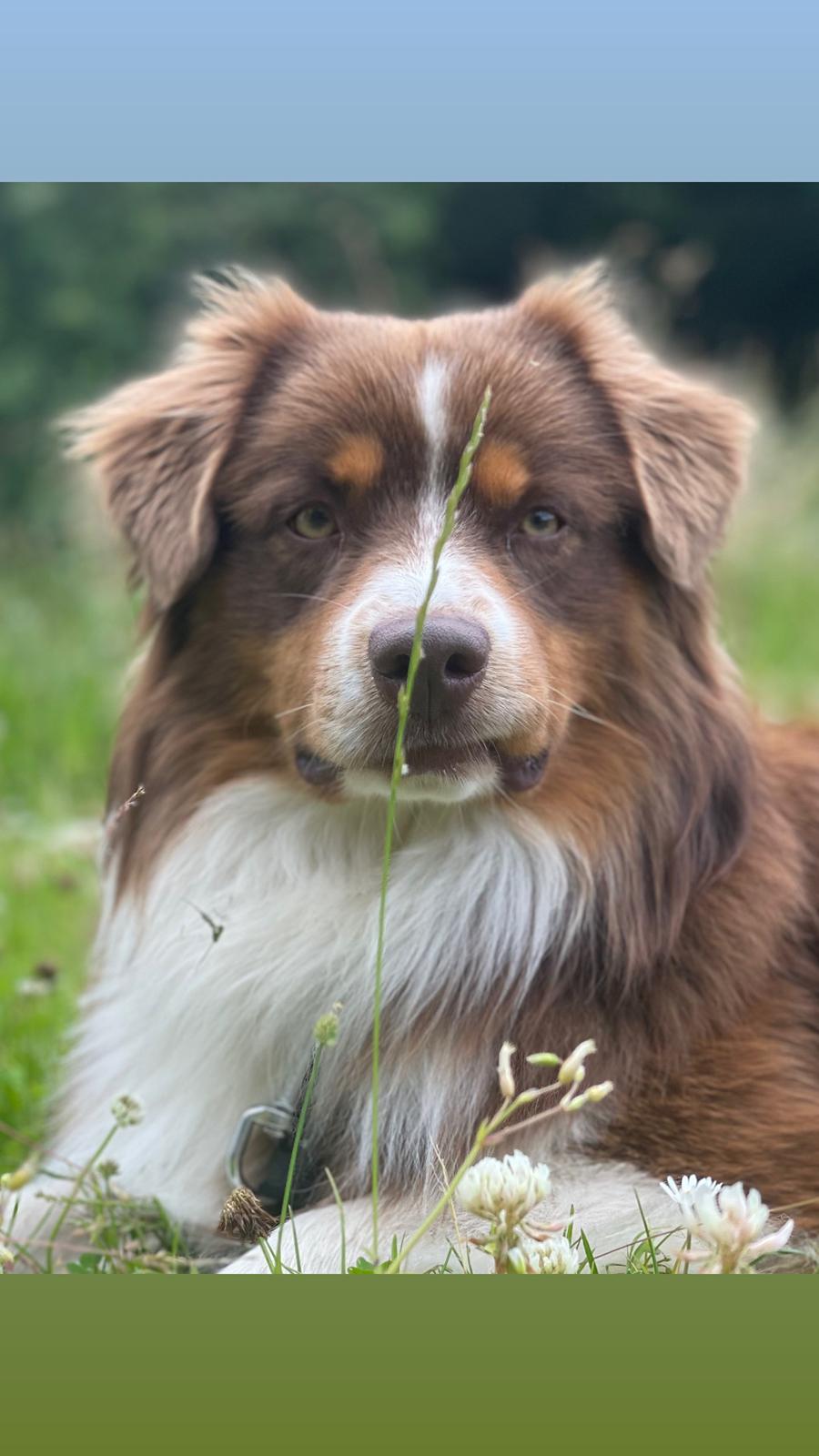 Miniature American Shepherd Obi  billede 13