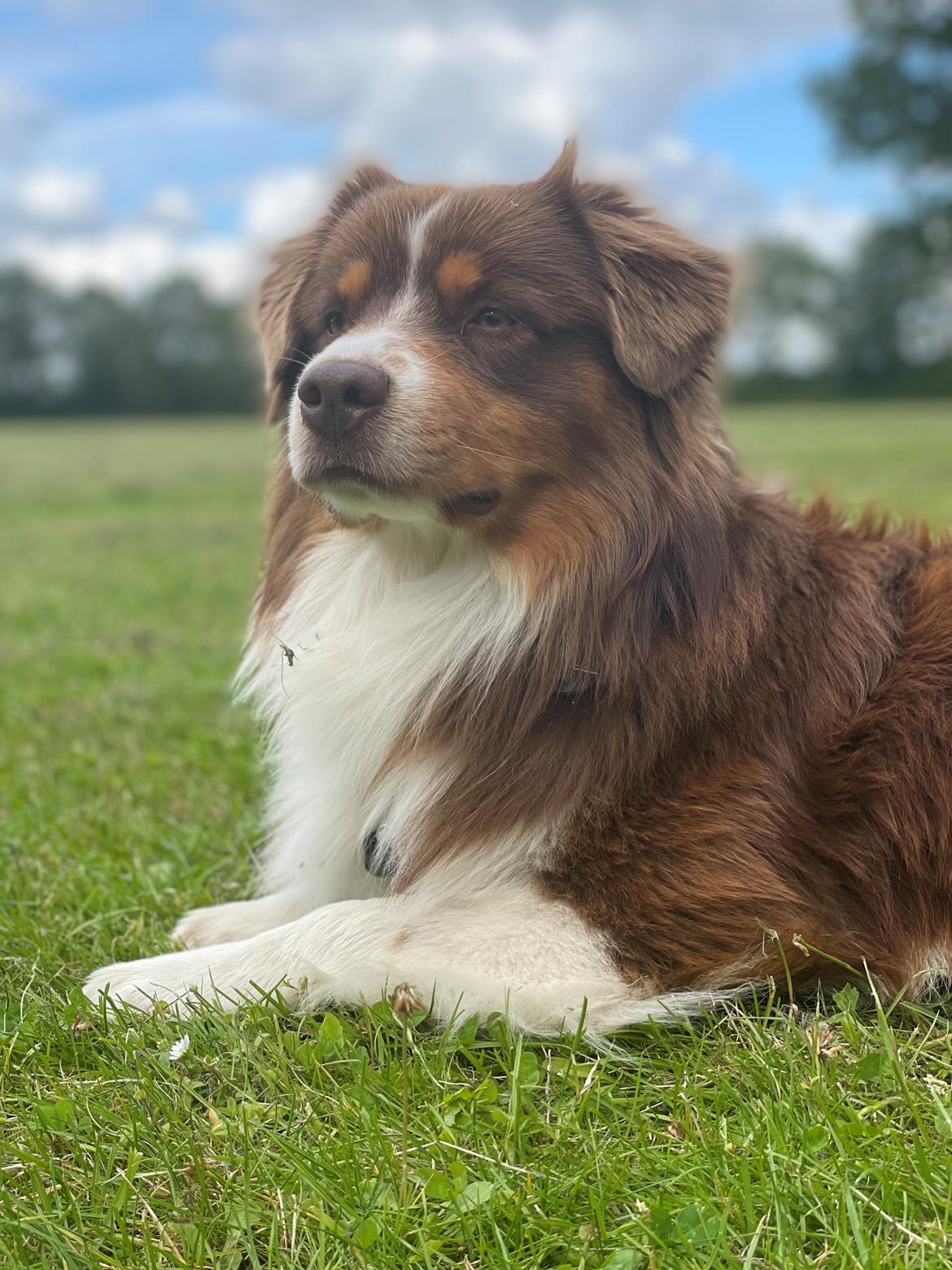 Miniature American Shepherd Obi  billede 15