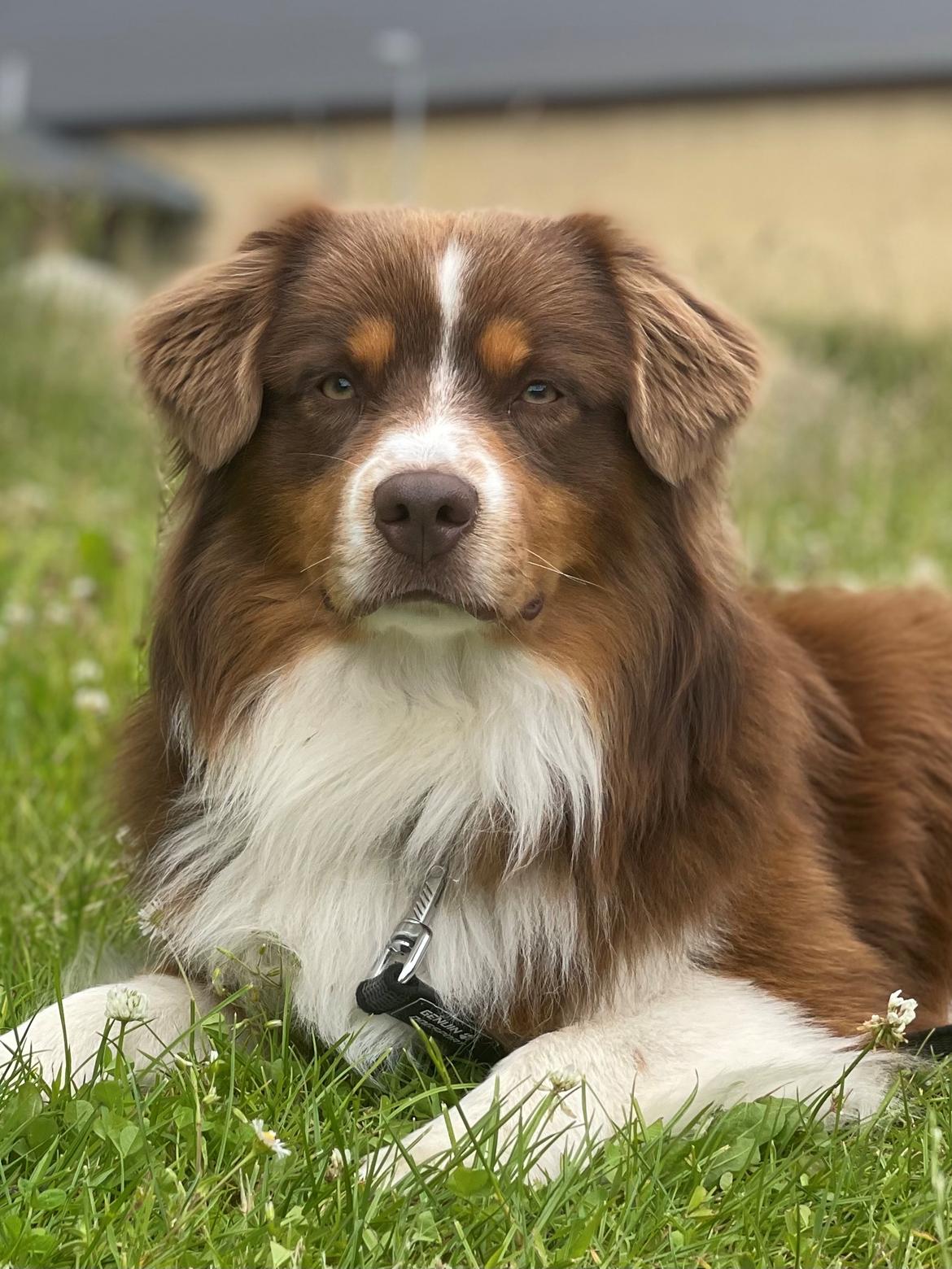 Miniature American Shepherd Obi  billede 1