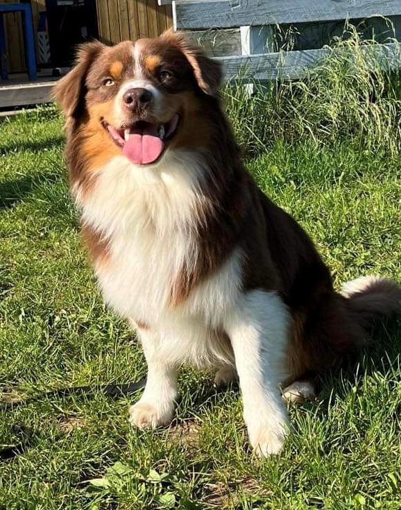 Miniature American Shepherd Obi  billede 16
